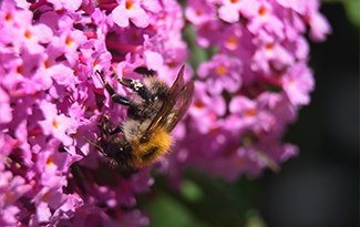flowers with a bee