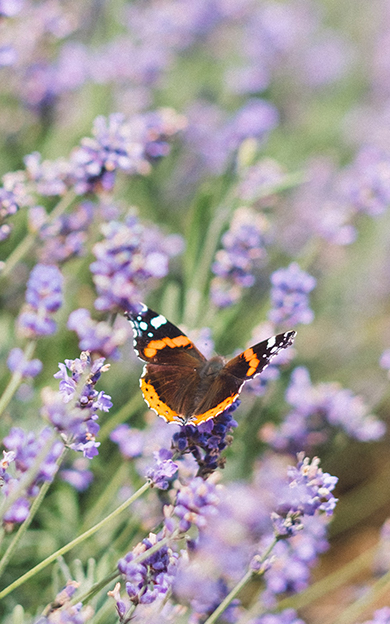 butterly-on-a-flower