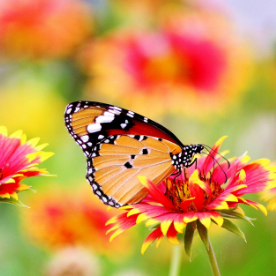 a butterfly and flowers