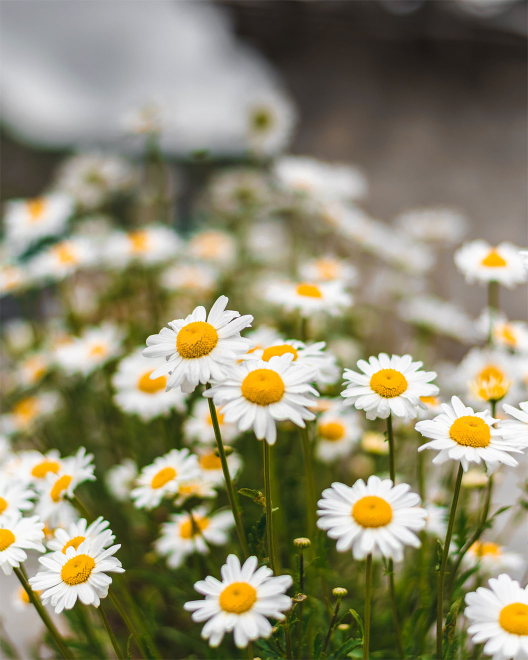 garden-with-daises