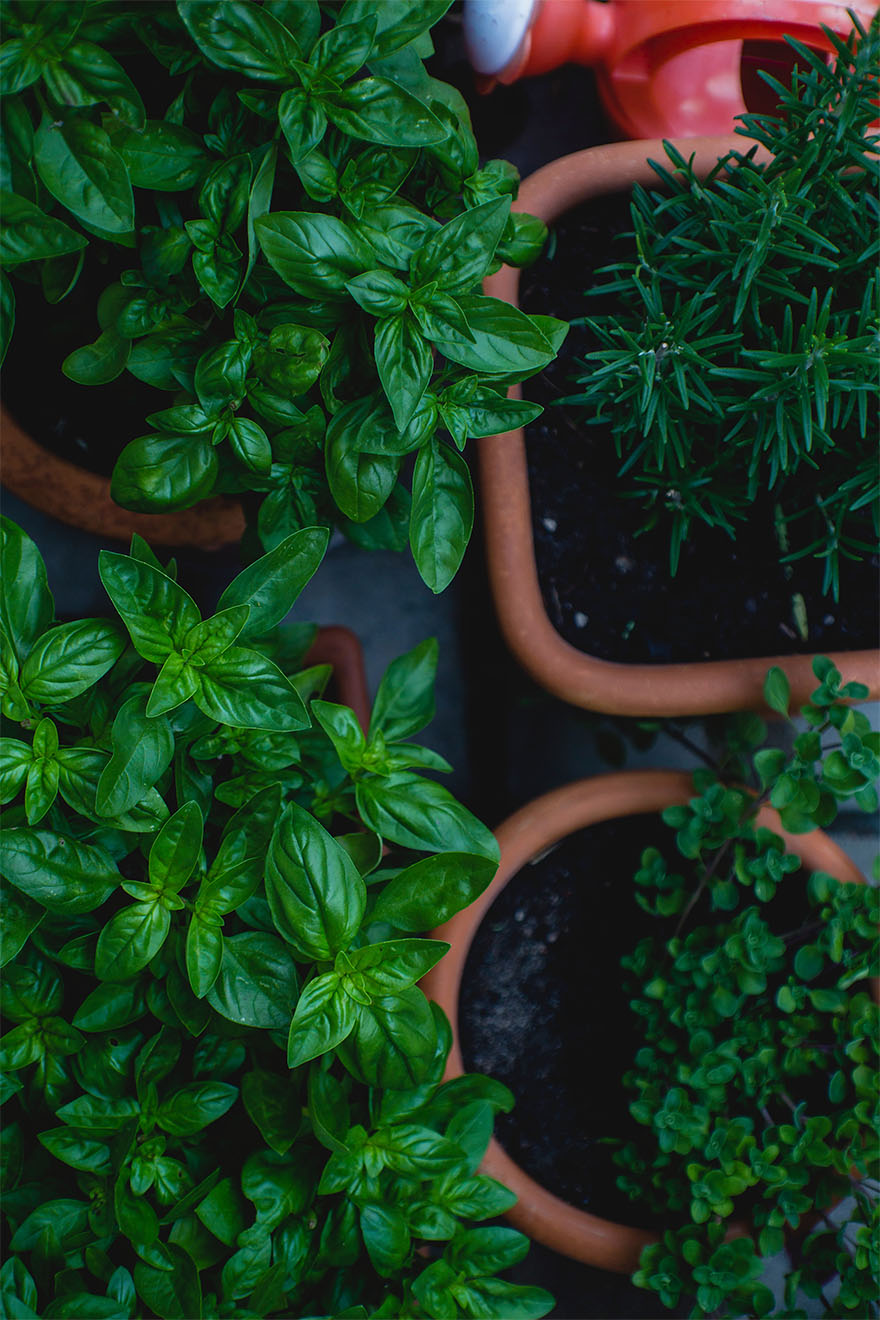 garden-plants