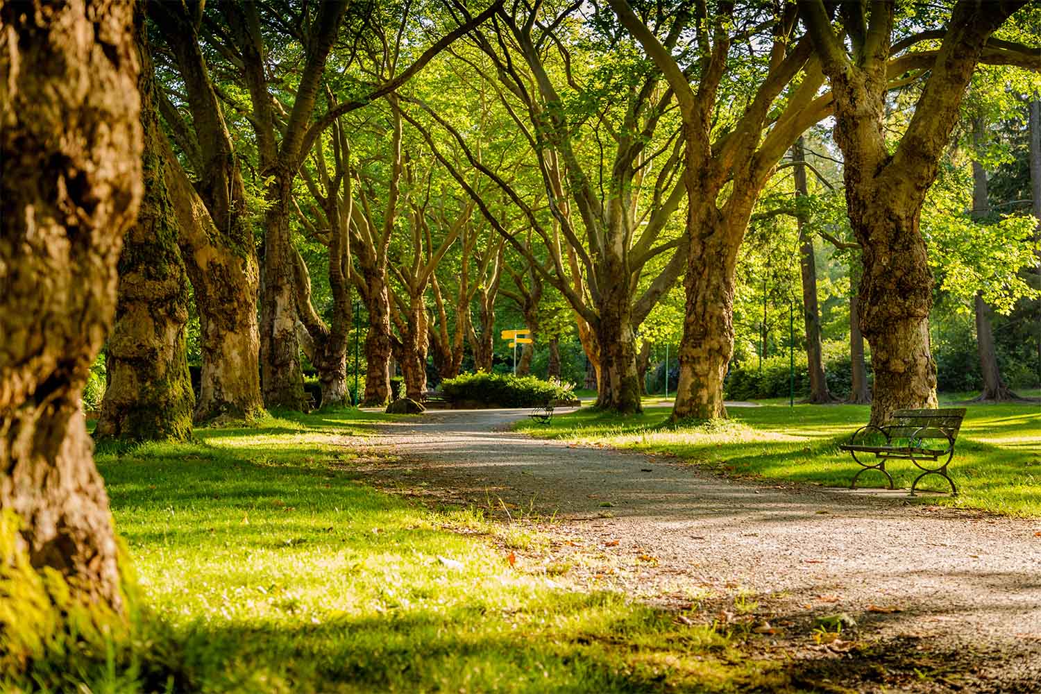 woodlands-path