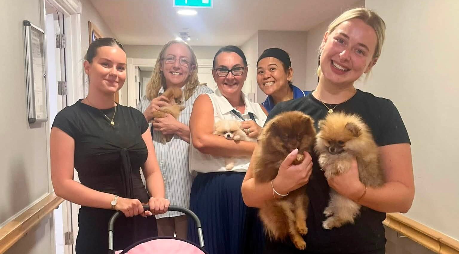 staff-with-pom-puppies